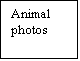 Text Box: Animal photos