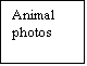 Text Box: Animal photos
